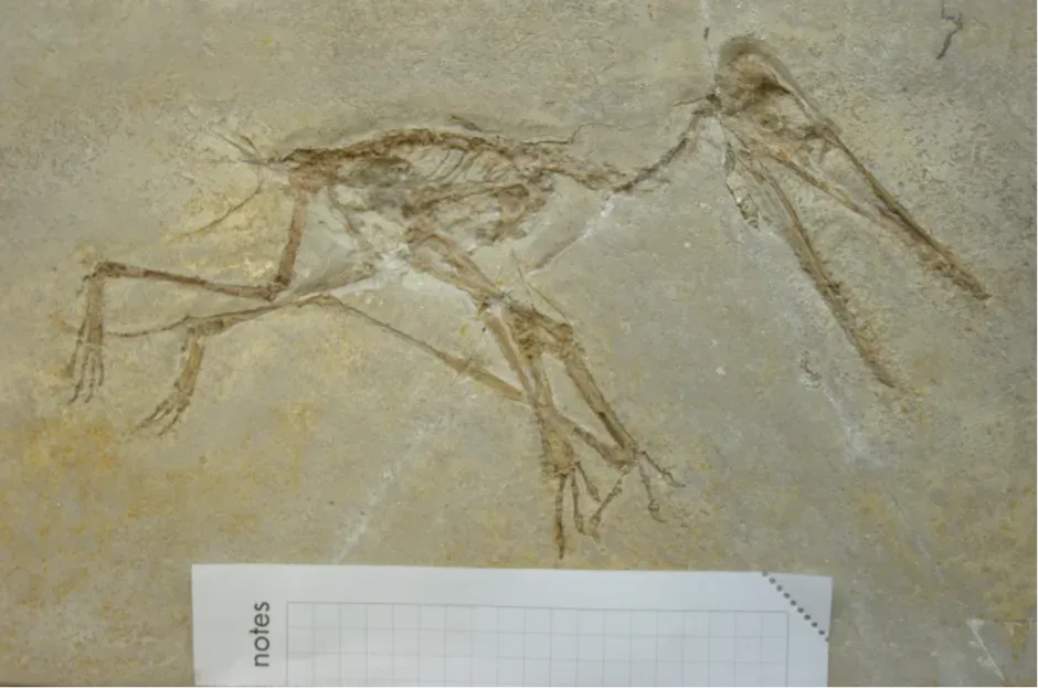 #7 - Young Pterosaurs Lived in a Genuinely Dangerous World (By Steven U. Vidovic, David M. Martill, CC BY 2.5)
