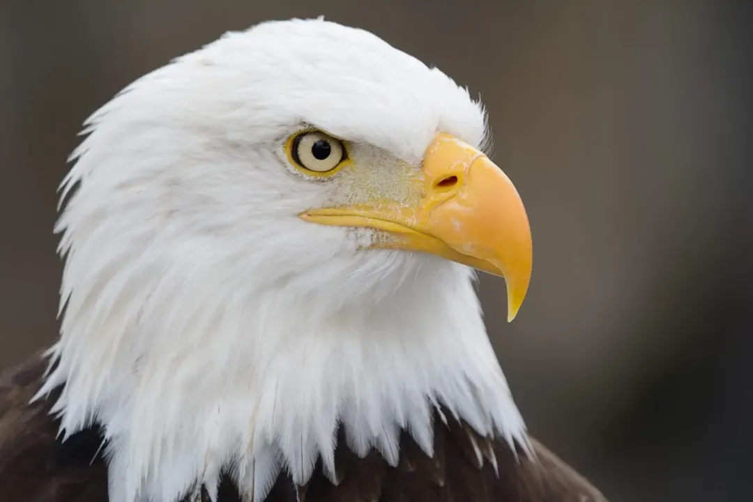 #7 - Their Eyesight Borders on a Superpower (Image Credits: Unsplash)