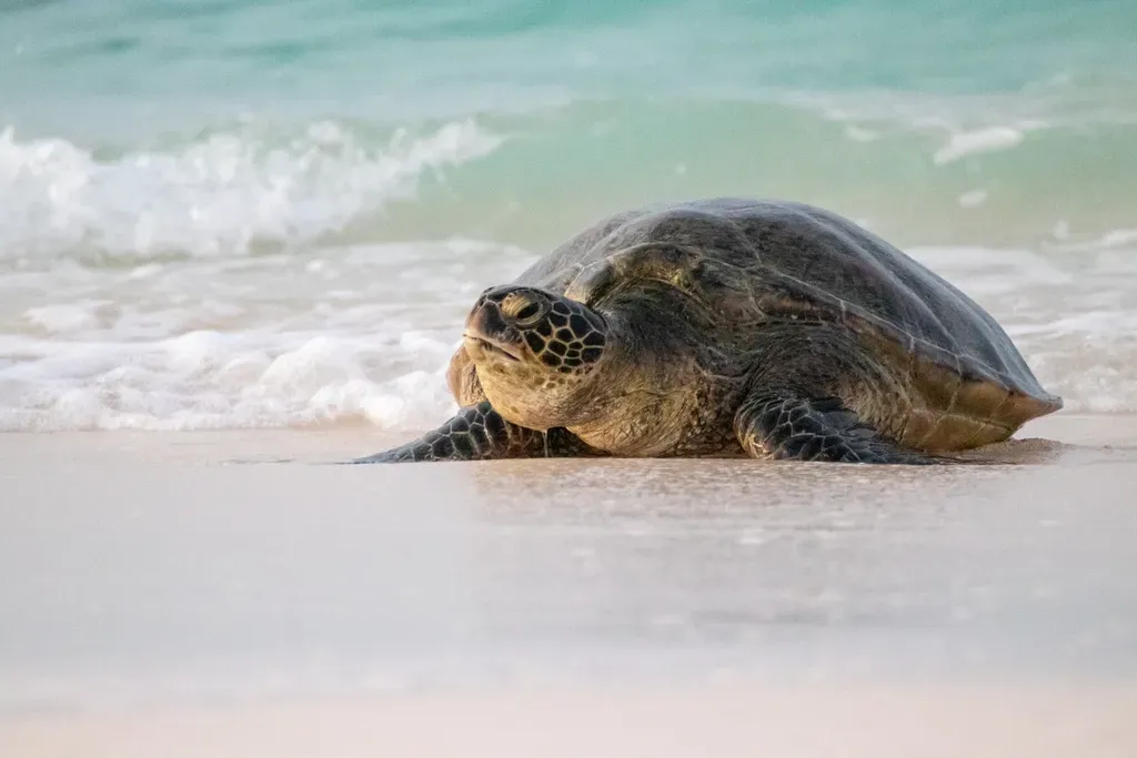 4. Turtles: Armored Time Travelers With Patience to Spare (Image Credits: Rawpixel)