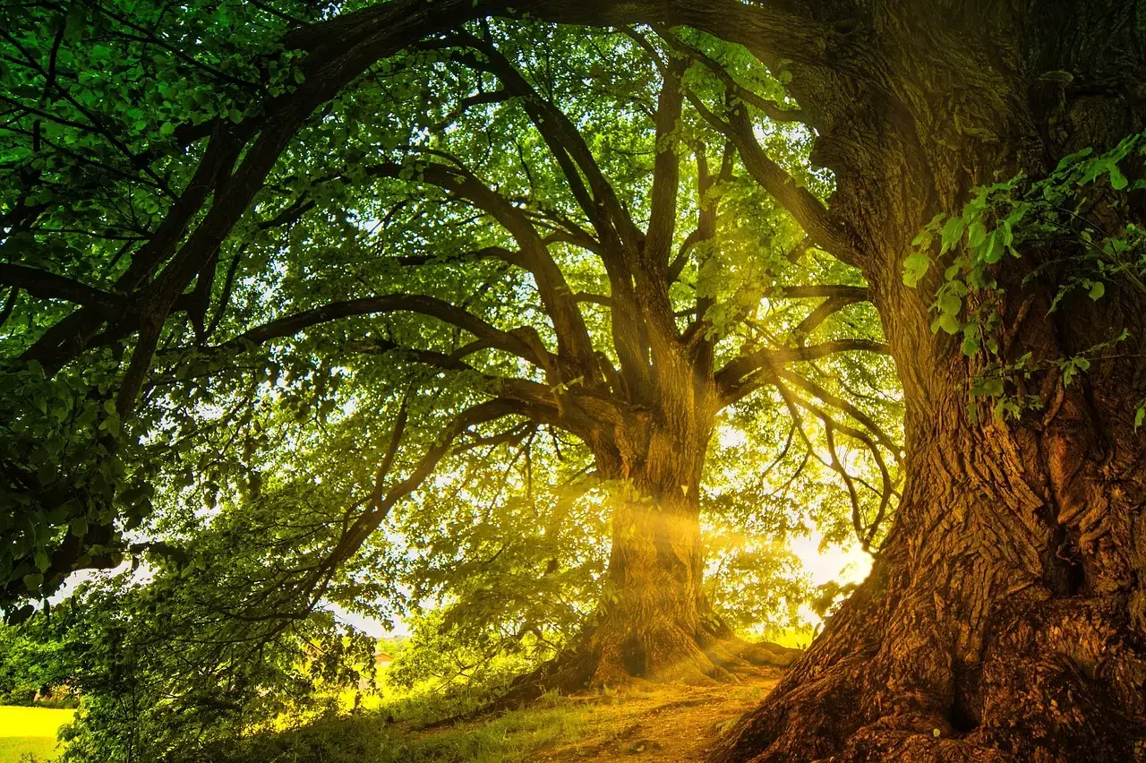 How Early Forests Rewrote Earth’s Atmosphere (Image Credits: Pixabay)