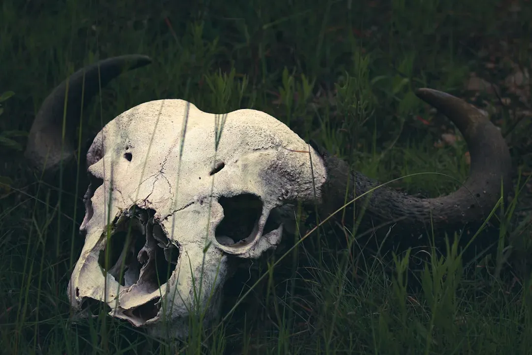 Mass Extinction, Biodiversity Collapse, and What Rebounds Look Like (Image Credits: Unsplash)