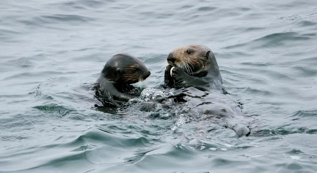 Sea Otters Hold Hands While Sleeping (Image Credits: Unsplash)