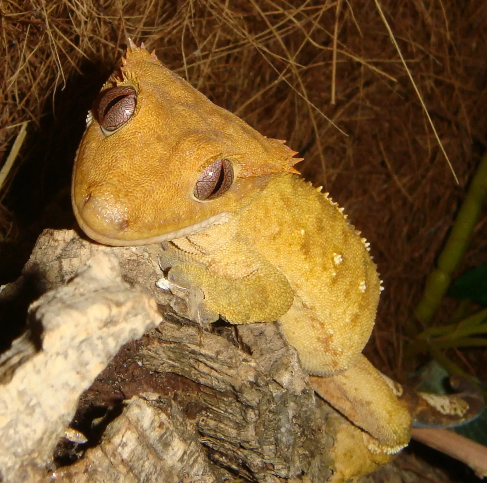 #13 - The Gecko That Waited Out A Century In Silence (By Hexasoft, CC BY-SA 3.0)