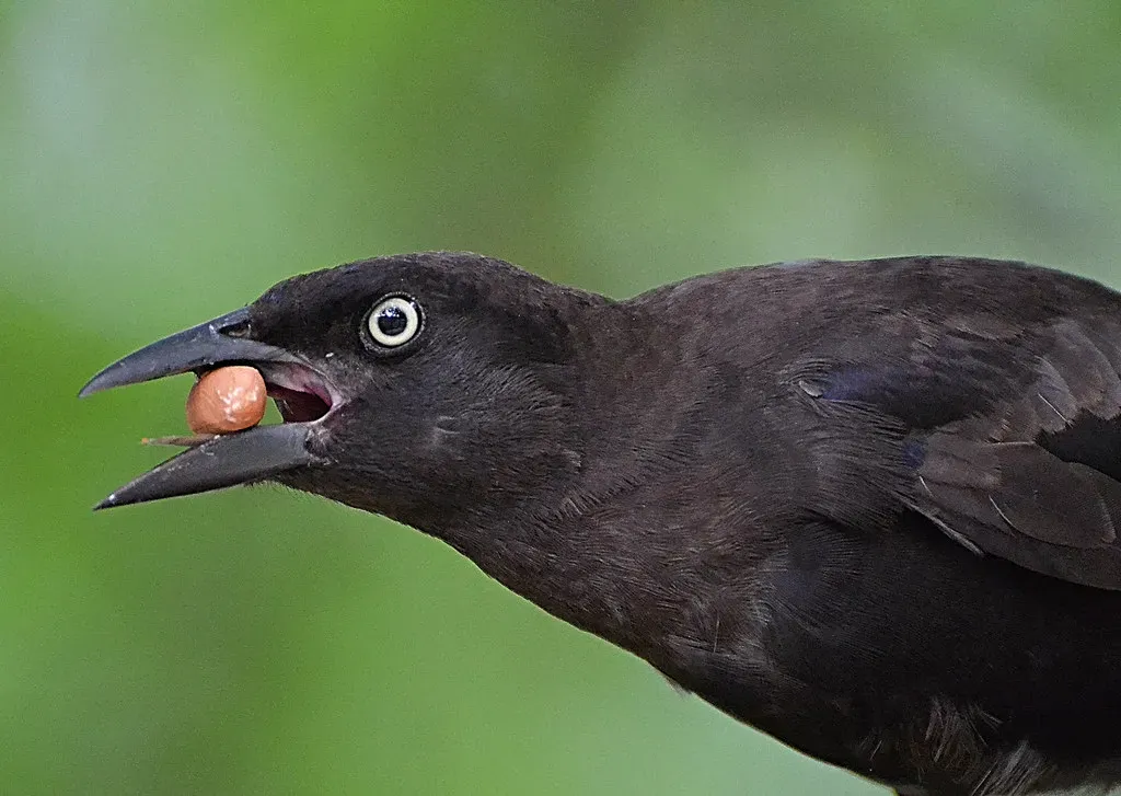 Beaks Over Teeth: A Game Changing Adaptation (Image Credits: Flickr)