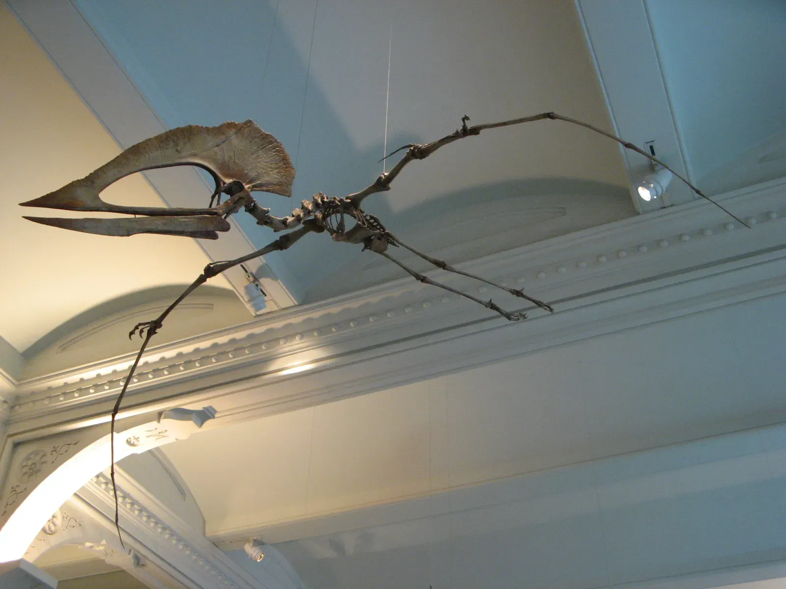 #5: Pterosaurs Were Hung Like Bats That Physically Couldn't Have Flown (By olekinderhook, CC BY 3.0)