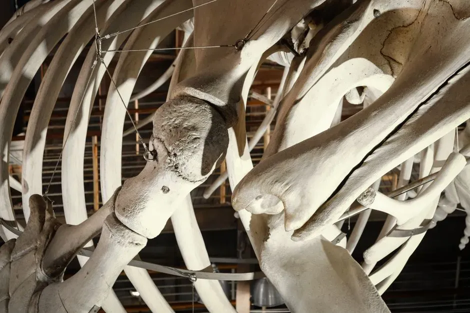 #13 - Moa Bones Reveal Their Predator Evolved 15X Its Original Size (Image Credits: Pexels)