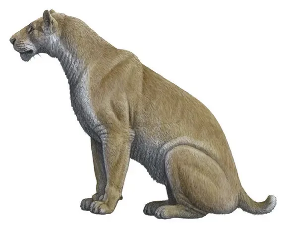 #13 - Xenosmilus, the "Cookie-Cutter" Cat Nobody Talks About (M. Antón. (2013). Walking with sabertooths: Using science and art to shed light on the ultimate predators. Cranium, 30(2), 36–43., CC BY 3.0 nl)