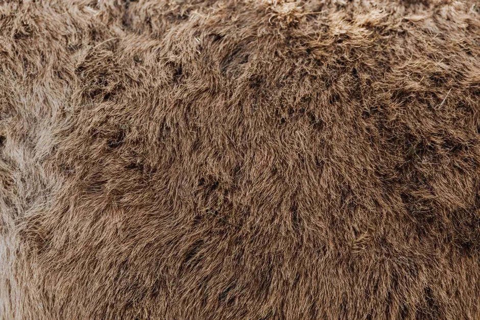 #13 - Mummified Skin That Still Has Fur Attached (Image Credits: Pexels)