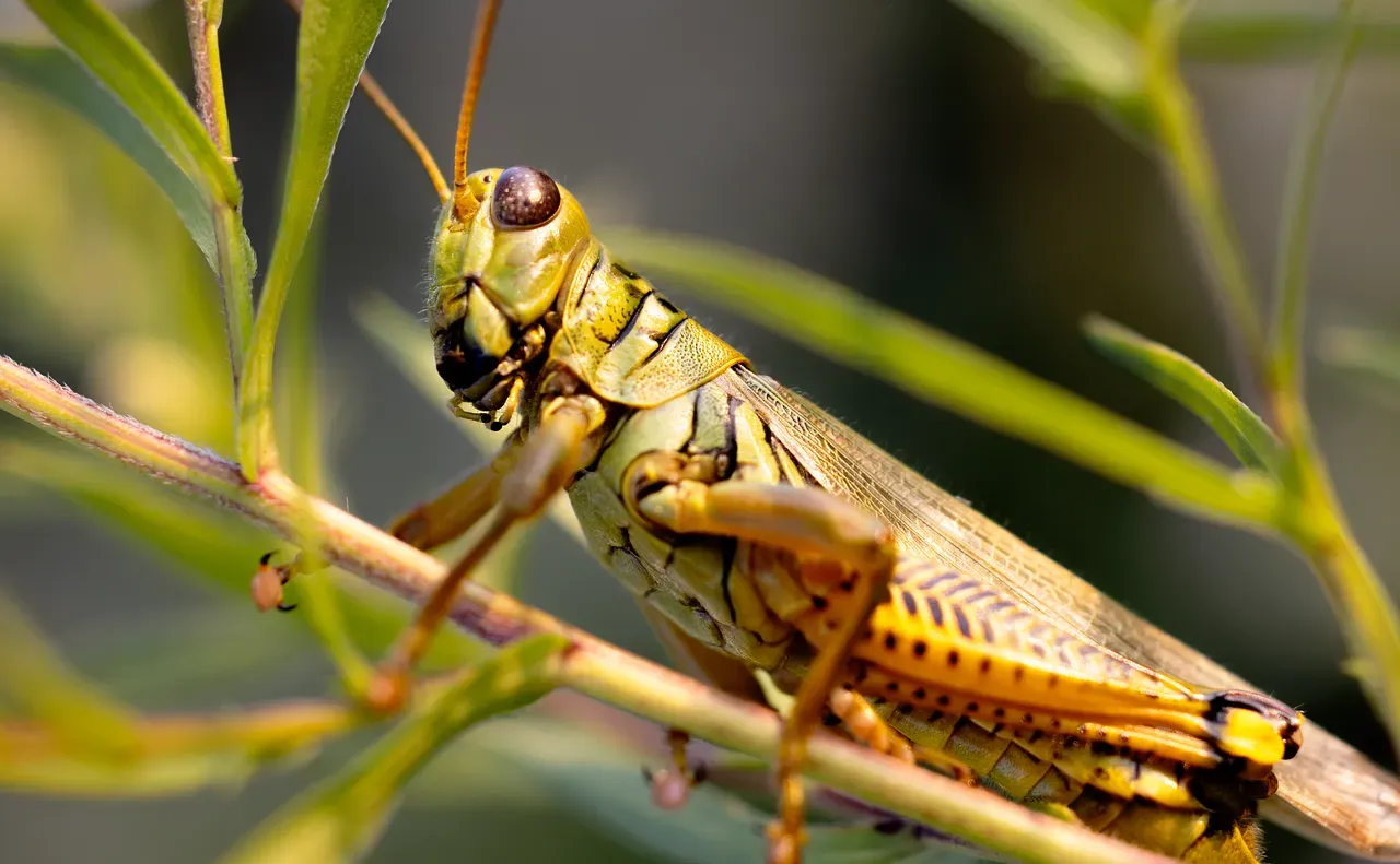 #12 - Grasshoppers and Locusts: A Crunchy Staple, Not a Last Resort (Image Credits: Pixabay)