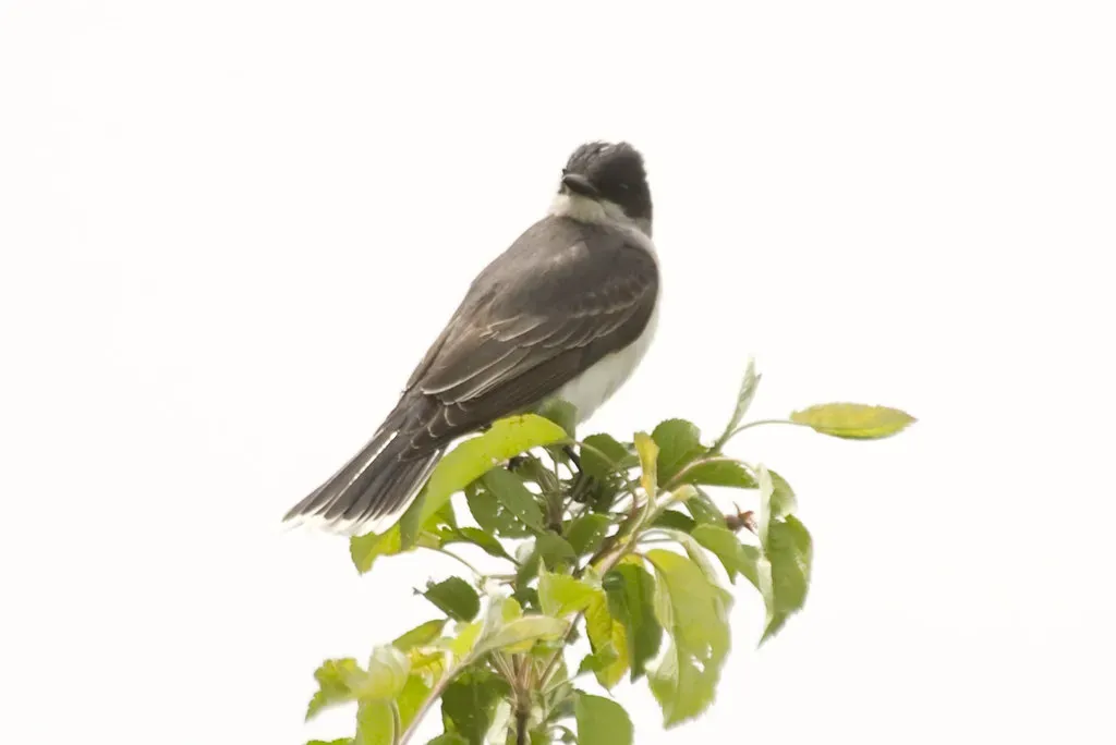 Birds Are Living Dinosaurs, Not Just Their Relatives (Scott_Calleja, Flickr, CC BY 2.0)