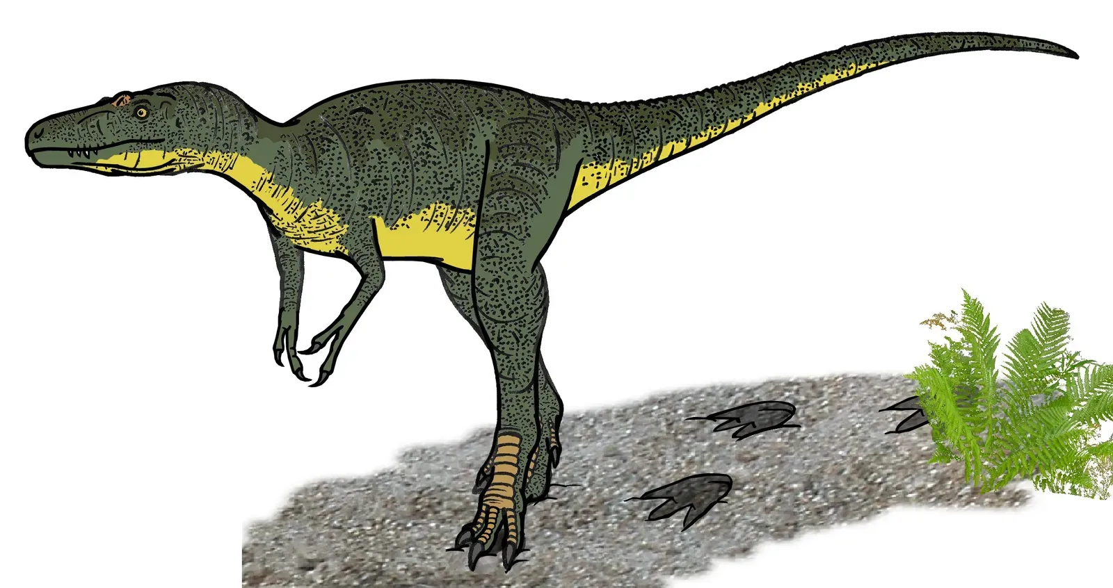 Nanotyrannus: The Tiny Tyrant That Wasn't So Tiny After All (Image Credits: Wikimedia)