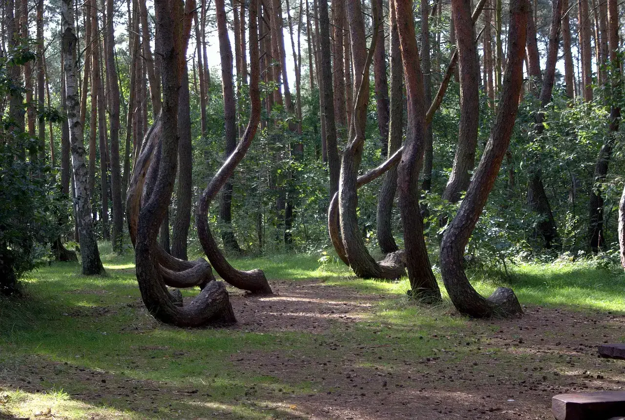 #3 - Poland's Crooked Forest: 400 Trees, One Unsolved Bend (Image Credits: Pixabay)