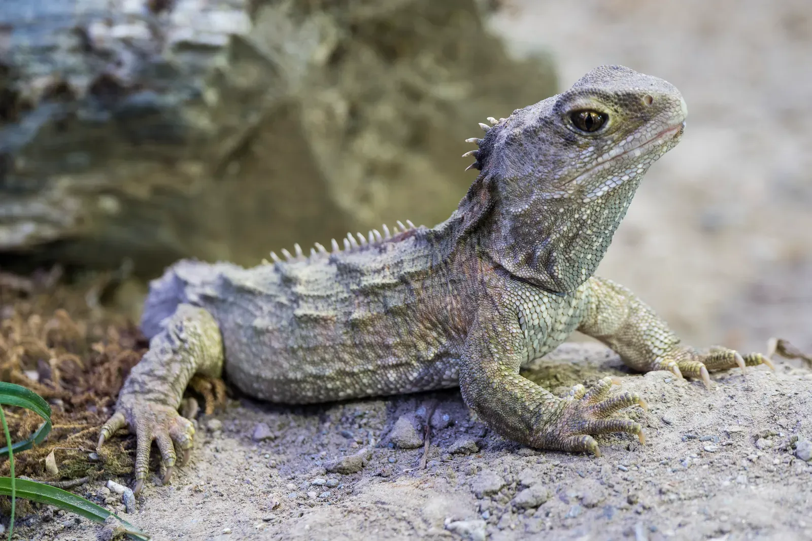 5. Tuatara: The Last Survivor Of A Lost Reptile World (Released under a CC BY-SA 4.0 licence by Development West Coast as part of the West Coast Wikipedian at Large project., CC BY-SA 4.0)