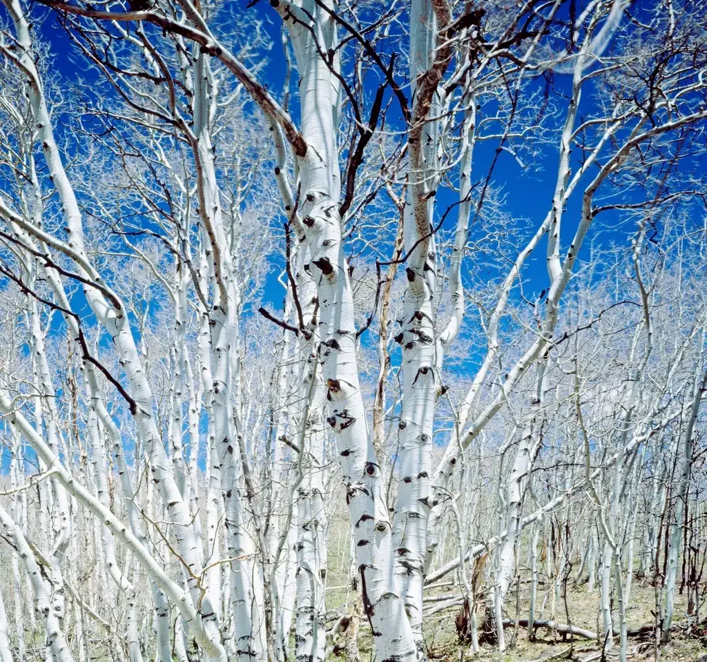 Virgo – The Birch, Elegant Organizer of New Growth (Image Credits: Rawpixel)