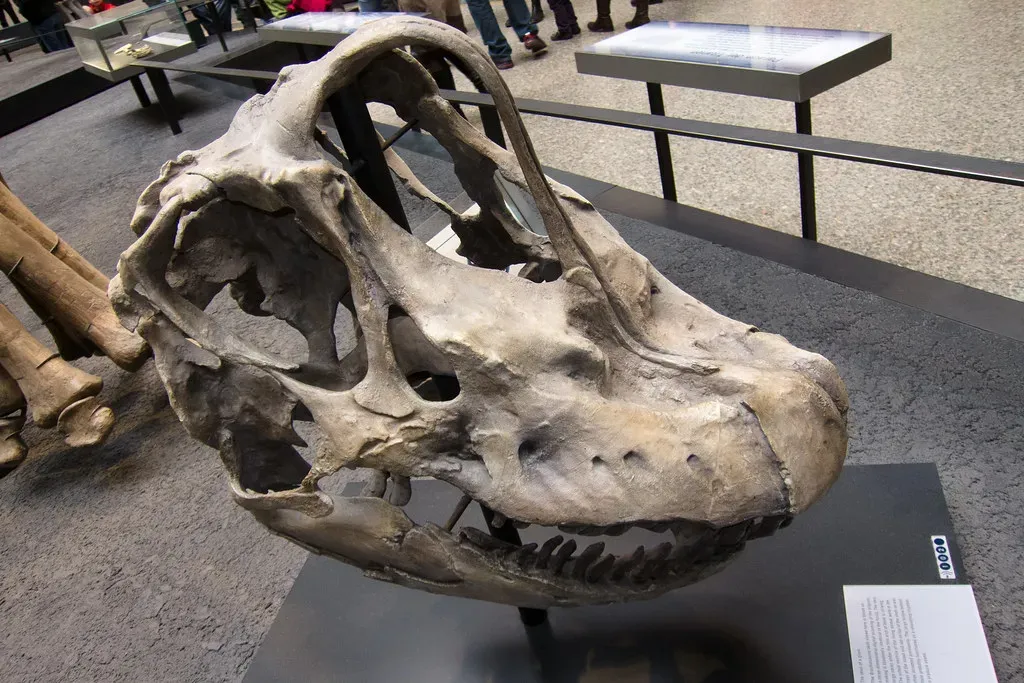 The “Dumb Dinosaur” Myth Was Built On Shaky Assumptions (quinet, Flickr, CC BY 2.0)