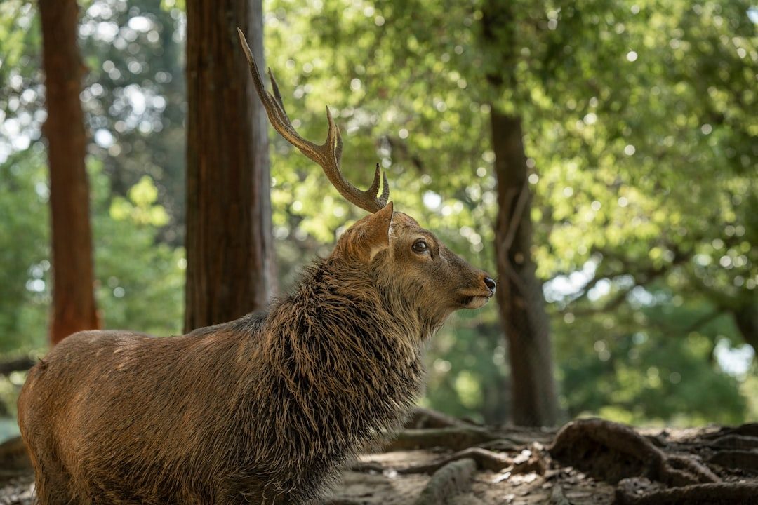 Observe the Dream Environment and Setting (Image Credits: Unsplash)