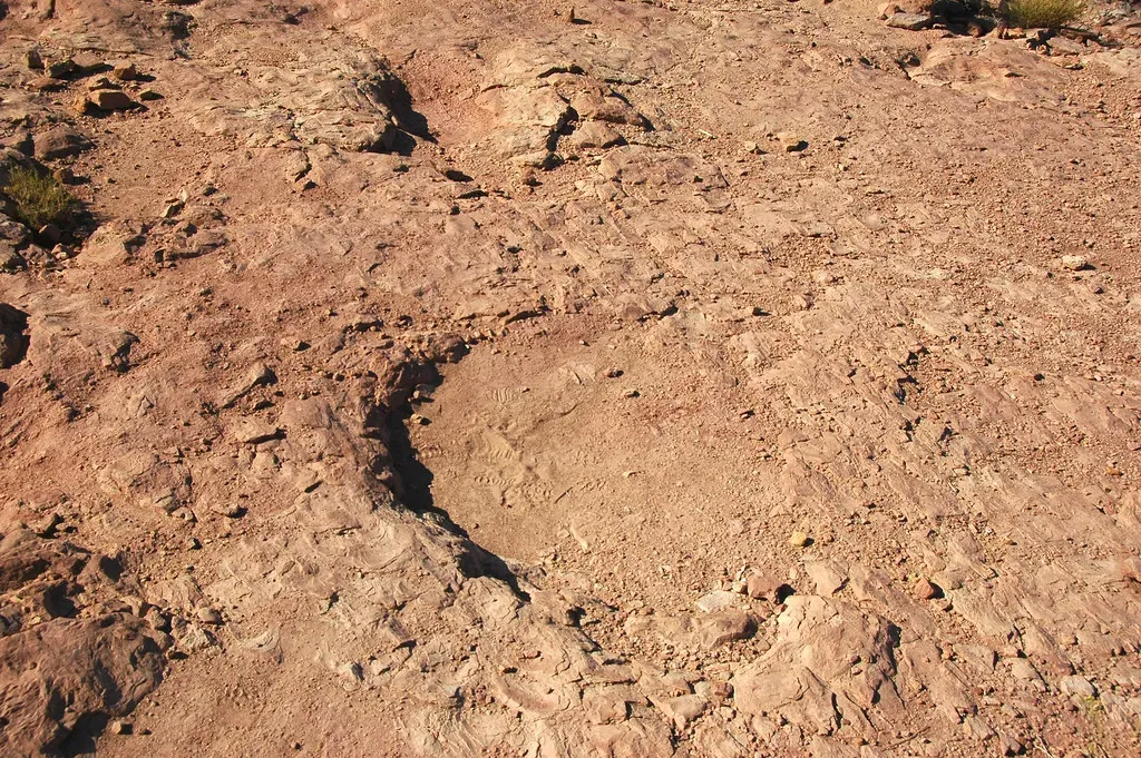 Reading the Tracks: Footprints as a Social Blueprint (Image Credits: Flickr)