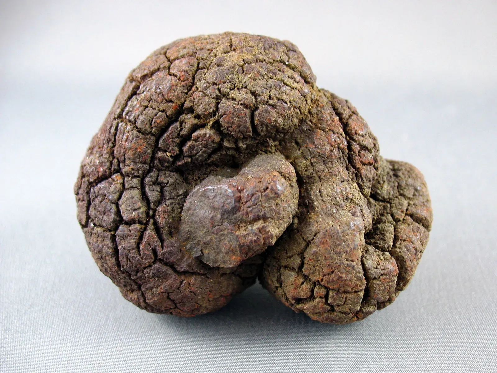 #14 - The Fossilized Dung That Refuses to Fully Decompose (Private correspondence, CC0)