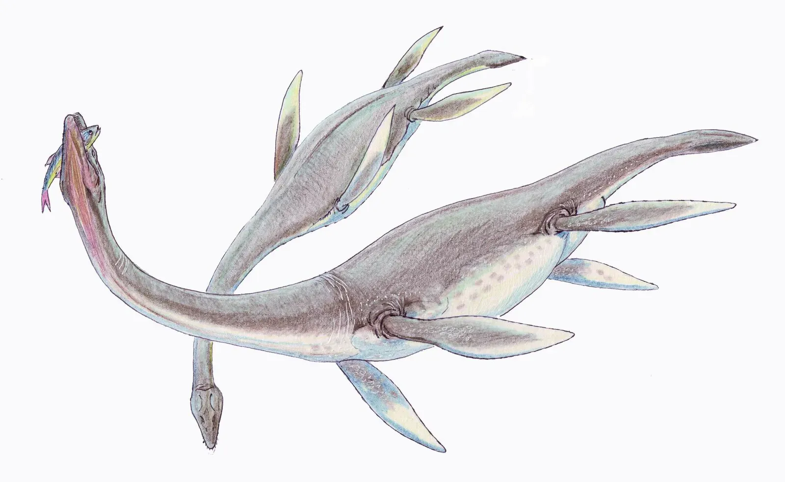 Long-Necked Leviathans: The Plesiosaur Dynasty (Image Credits: Wikimedia)