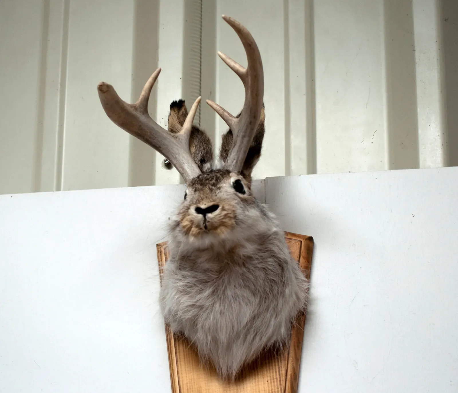 #13 - The Jackalope That Fooled Tourists for Generations (Unlucky Jackalope, CC BY 2.0)