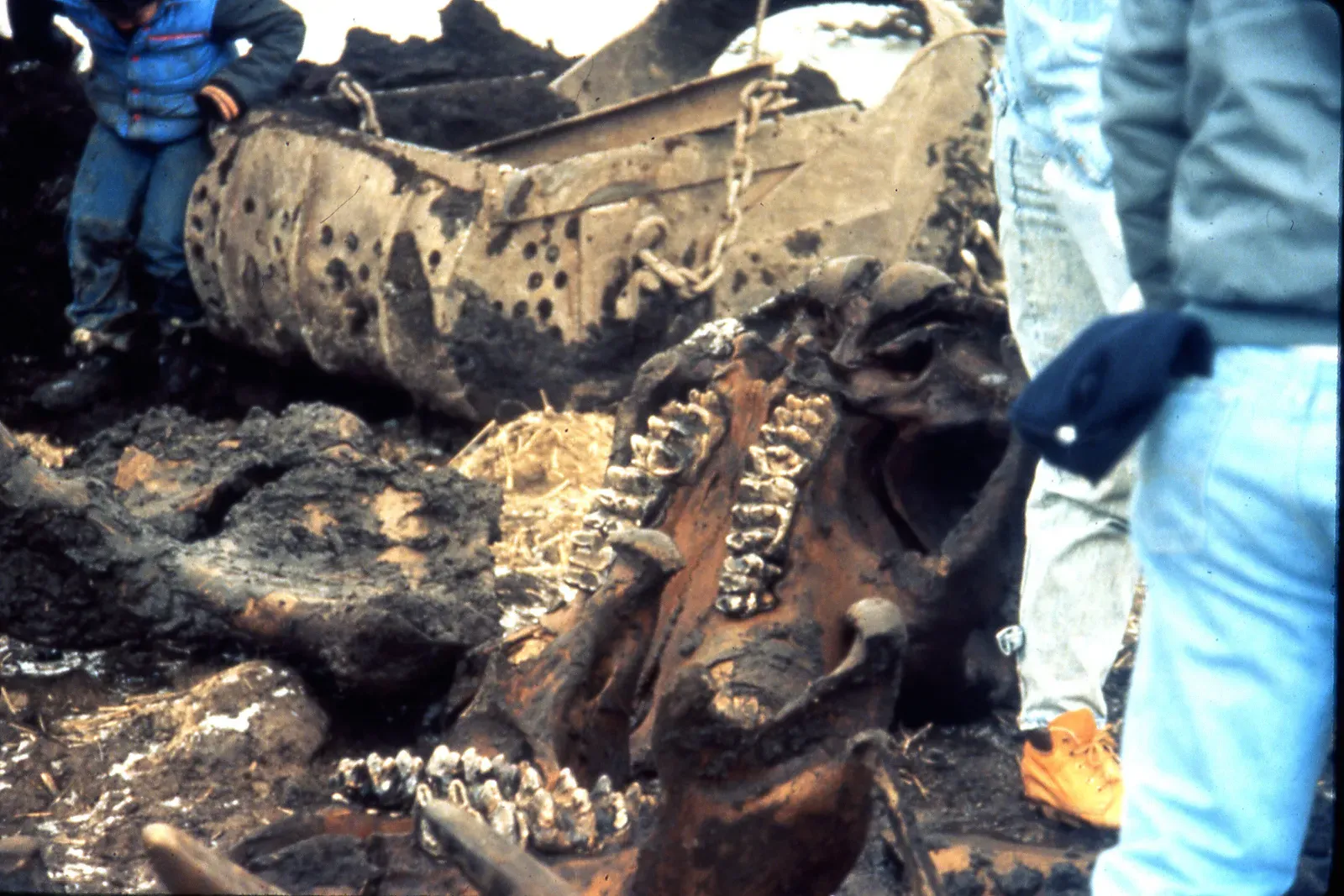 #10 - Scientists Still Can't Agree on What Actually Killed Them Off (Burning Tree Mastodon excavation (mid-December 1989), Burning Tree Golf Course, Heath, east-central Ohio 03, CC BY 2.0)