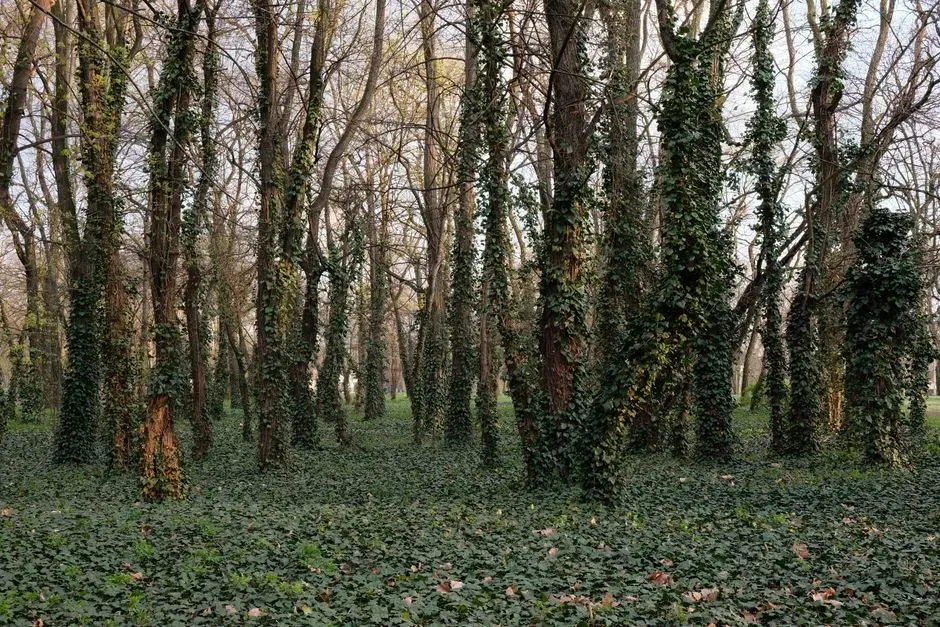 Where It Lived: Forests, Woodlands, or Something In Between? (Image Credits: Pexels)