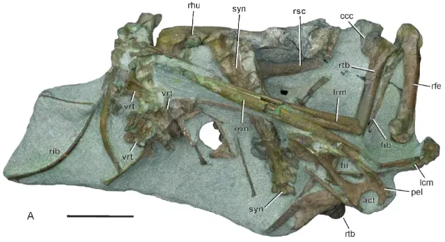 Clues in the Fossil Record: When Penguins Stopped Flying (First Complete Wing of a Stem Group Sphenisciform from the Paleocene of New Zealand Sheds Light on the Evolution of the Penguin Flipper(Open Access), CC0)