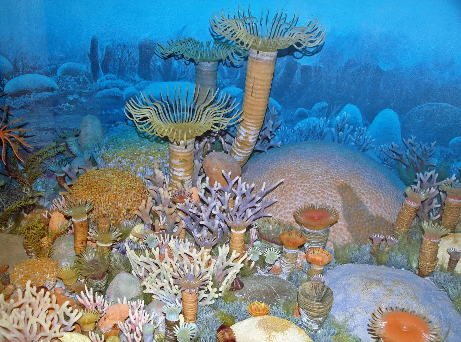 The Ediacaran Seafloor: Earth's First and Strangest Garden (Image Credits: Wikimedia)