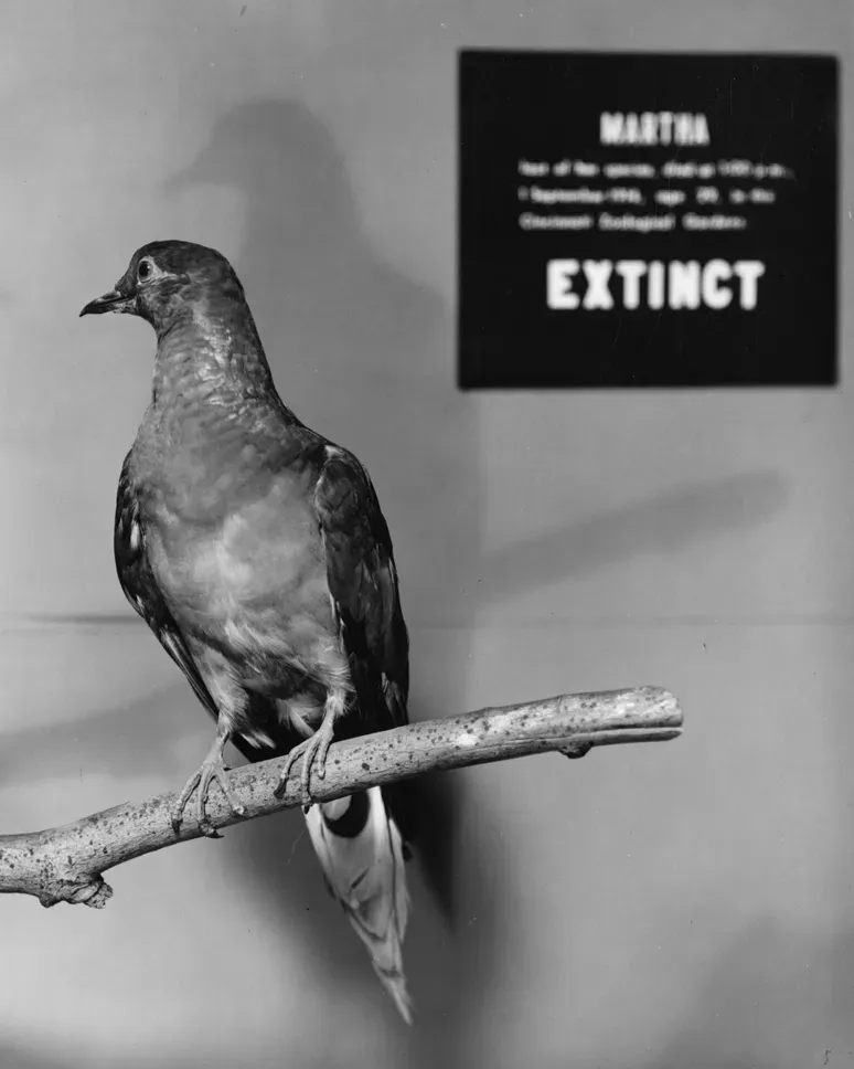 #2 - Martha the Passenger Pigeon, Kept Alive in Memory But Rarely on Tour (By Unknown authorUnknown author, Public domain)