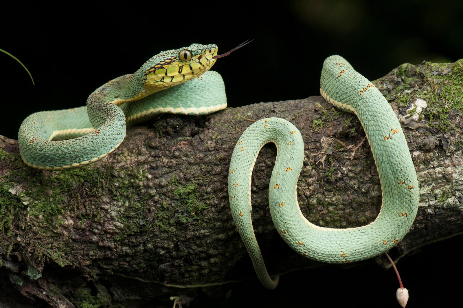 The Snake: Your Mysterious and Intuitive Connection (Image Credits: Wikimedia)