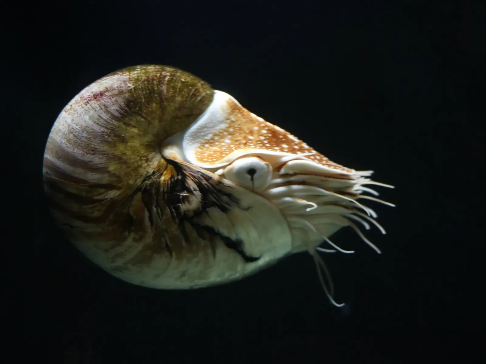 The Hidden Life Behind the Spiral Shell (By Hans Hillewaert, CC BY-SA 4.0)