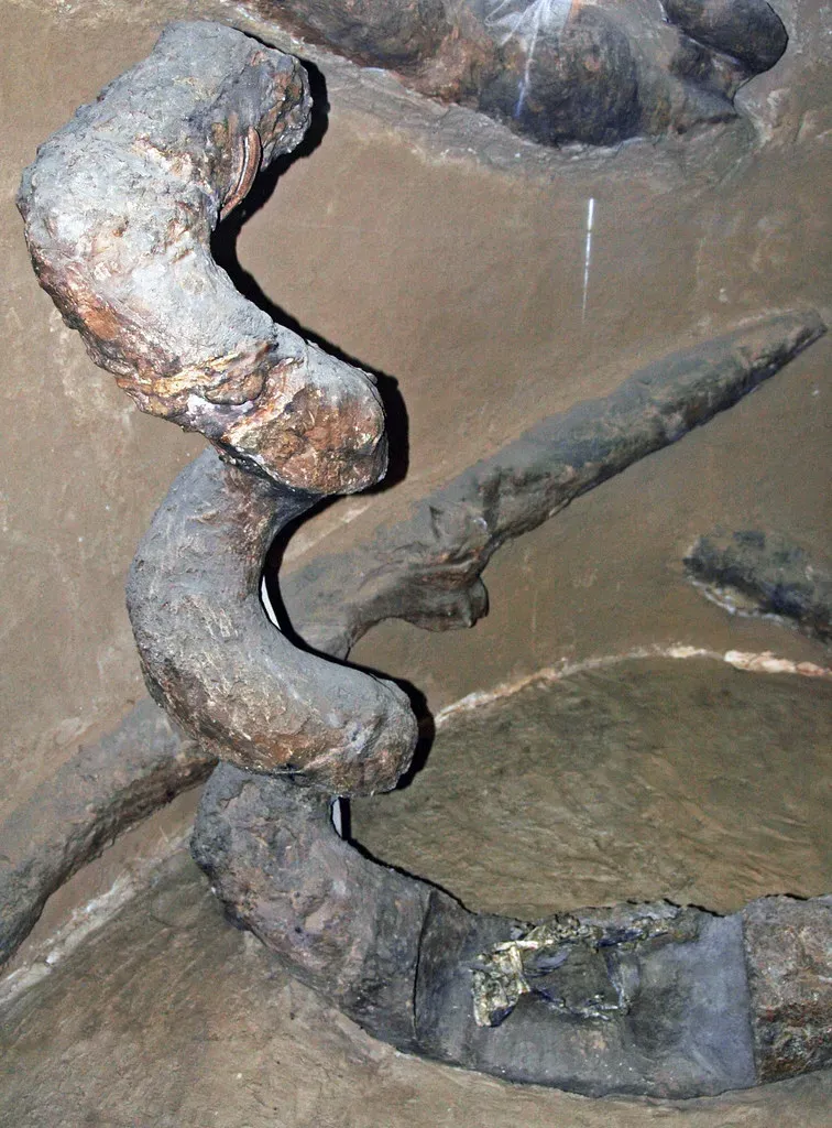 Why This May Be America’s Most Mysterious Prehistoric Fossil (James St. John, Flickr, CC BY 2.0)