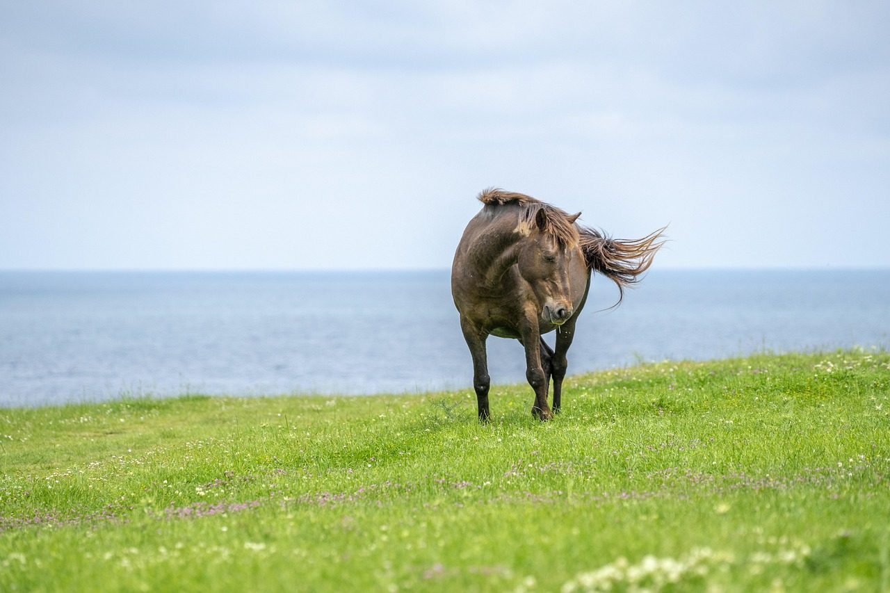 Sagittarius: The Adventurous Wild Horse (Image Credits: Pixabay)