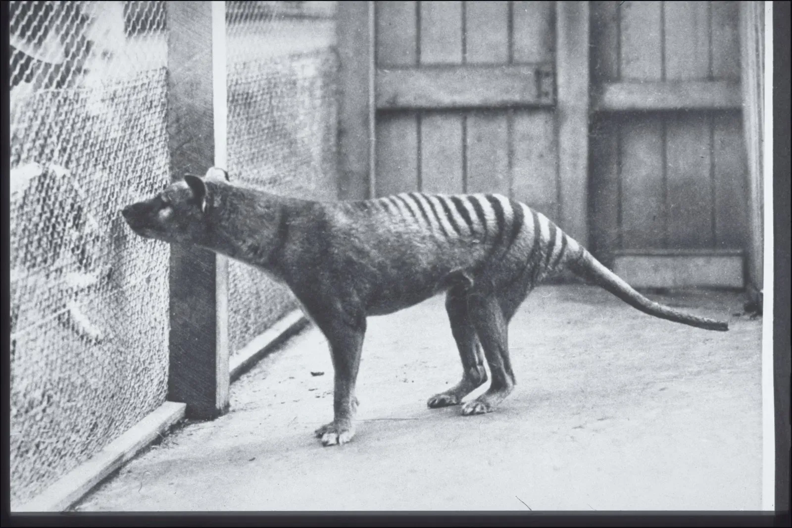 The Bottom Line (G.P. Whitley Papers Australian Museum Archives, AMS139/4/20/1, Public domain)