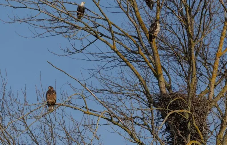 #5 - Some Nests Are Being Run By Three Parents, Not Two (Image Credits: Pexels)