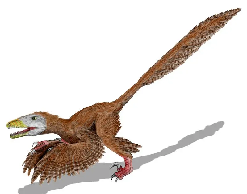 October – Deinonychus: The Intense Investigator (By Nobu Tamura (http://spinops.blogspot.com), CC BY 2.5)