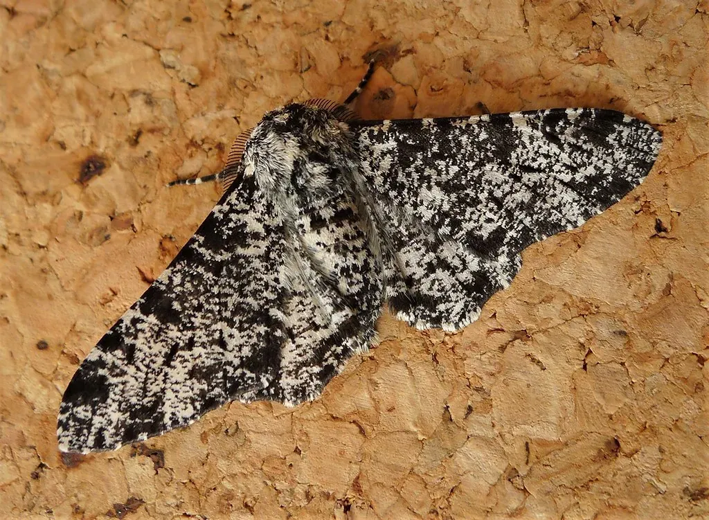 #15 - Scientists Watched a Species Change Color in Real Time (gailhampshire, Flickr, CC BY 2.0)