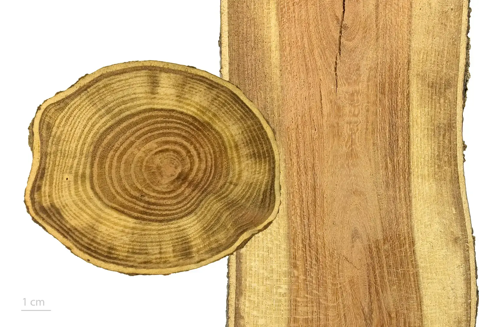 Climate, Seasons, and the Shared Language of Rings (By Roger Culos, CC BY-SA 3.0)