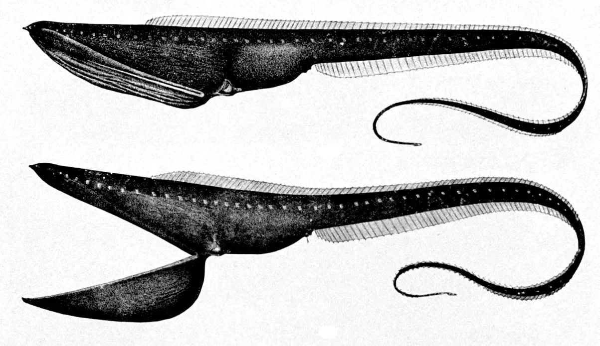Sagittarius – The Wandering Pelican Eel (Public domain)