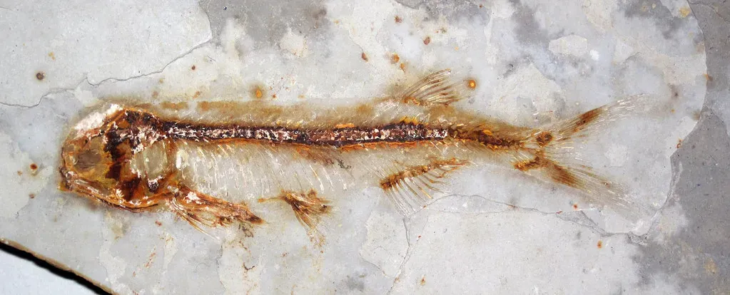 5. The Liaoning Fossil Beds: Farmers Turning Up Feathered Dinosaurs (James St. John, Flickr, CC BY 2.0)