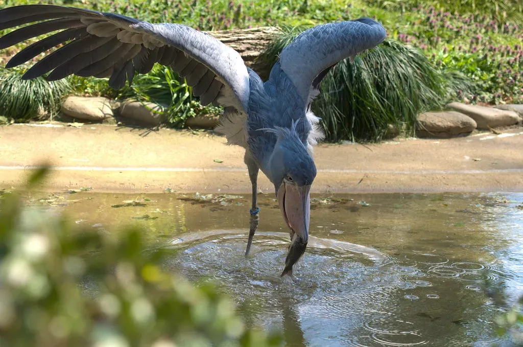 They Eat Baby Crocodiles and Other Shocking Prey (Image Credits: Flickr)