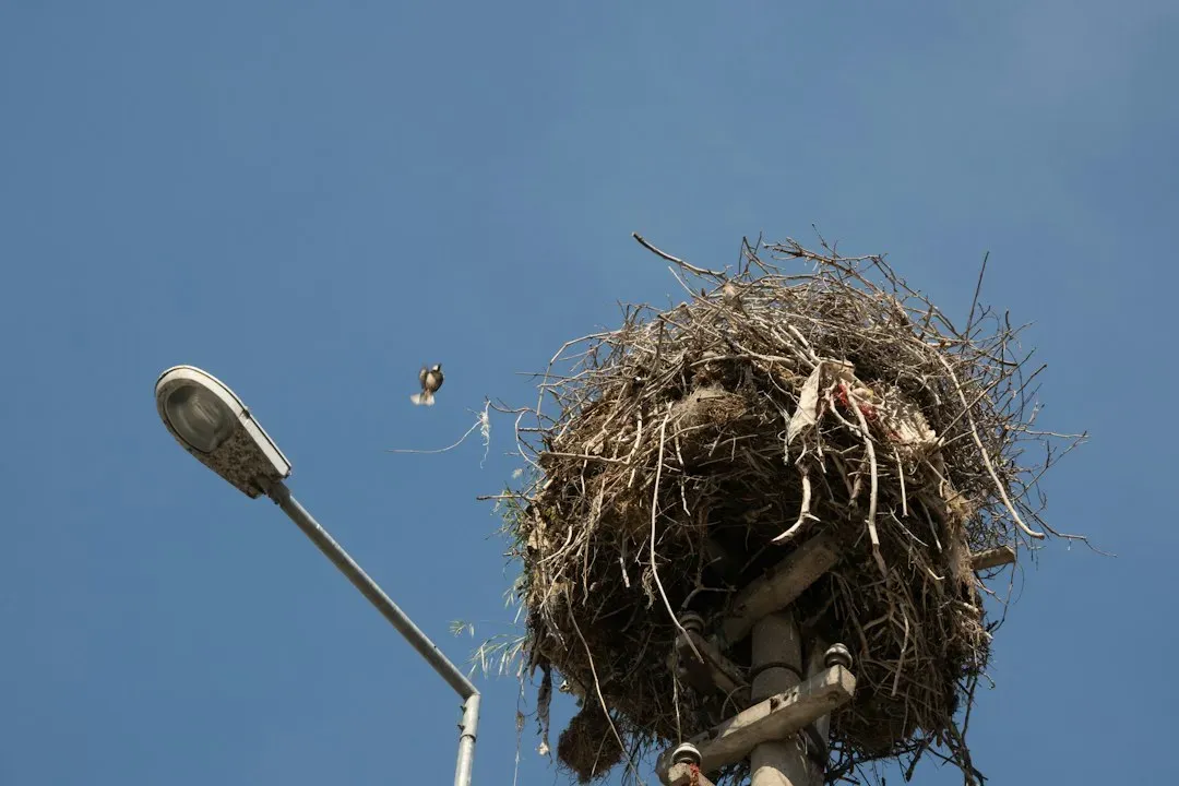 #1 A Nest on Top of a Traffic Light in the Middle of a Busy Intersection (Image Credits: Unsplash)
