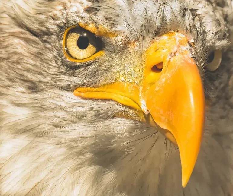 #10 Advanced Visual Systems And Color Vision (Image Credits: Pexels)