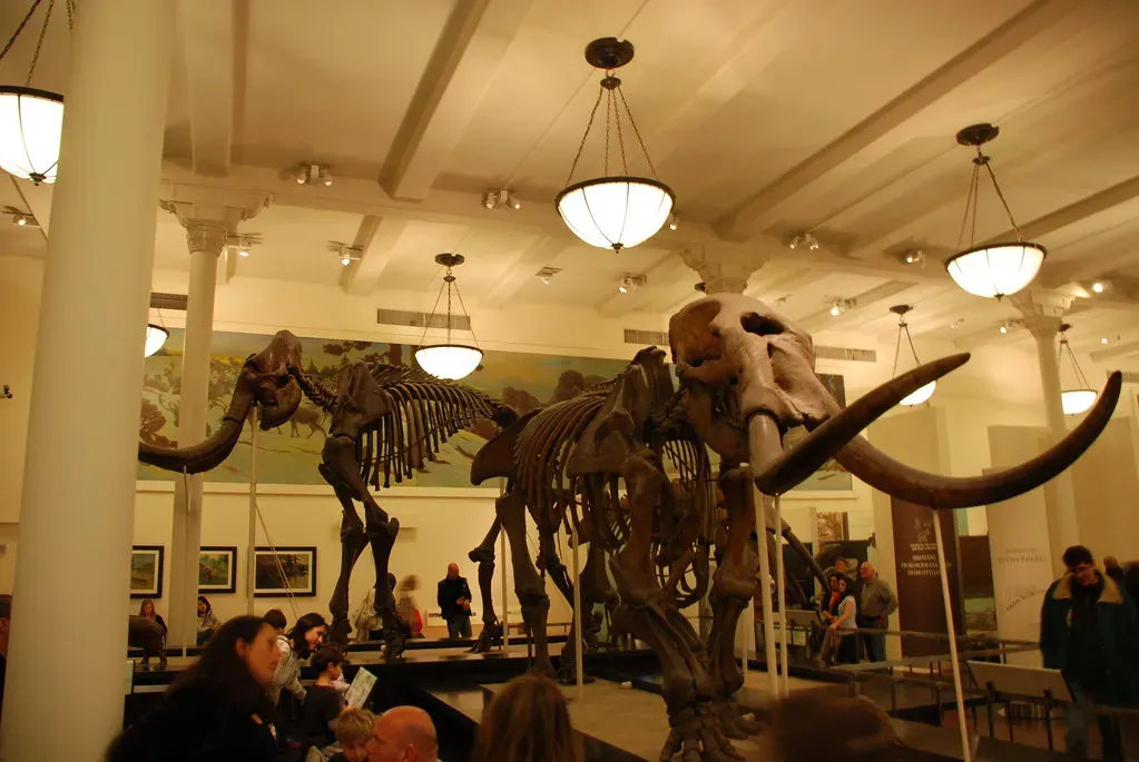 #11: Scientists Pinpointed Exactly Why an Isolated Mammoth Herd Died First (terren in Virginia, Flickr, CC BY 2.0)