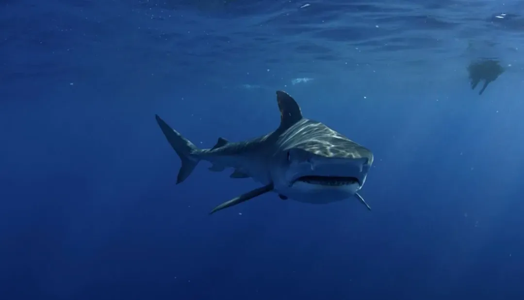 Why Sharks Might Be Built for Disaster (Image Credits: Unsplash)