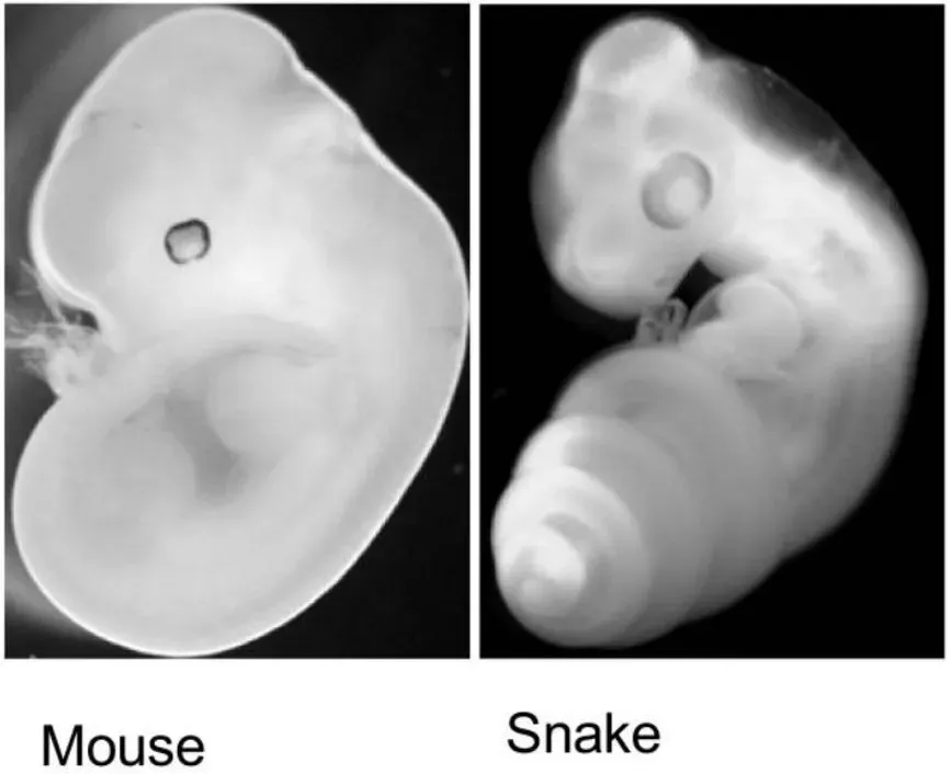 The Shocking Truth: Snakes Still Know How to Build Legs ("From Lizard to Snake; Behind the Evolution of an Extreme Body Plan"[1], CC BY 2.5)