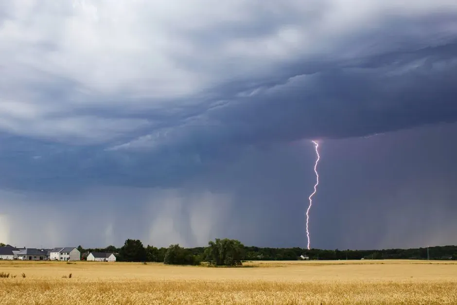 No leaves like ours, no grass blades: how plants shaped the sound (Image Credits: Pexels)