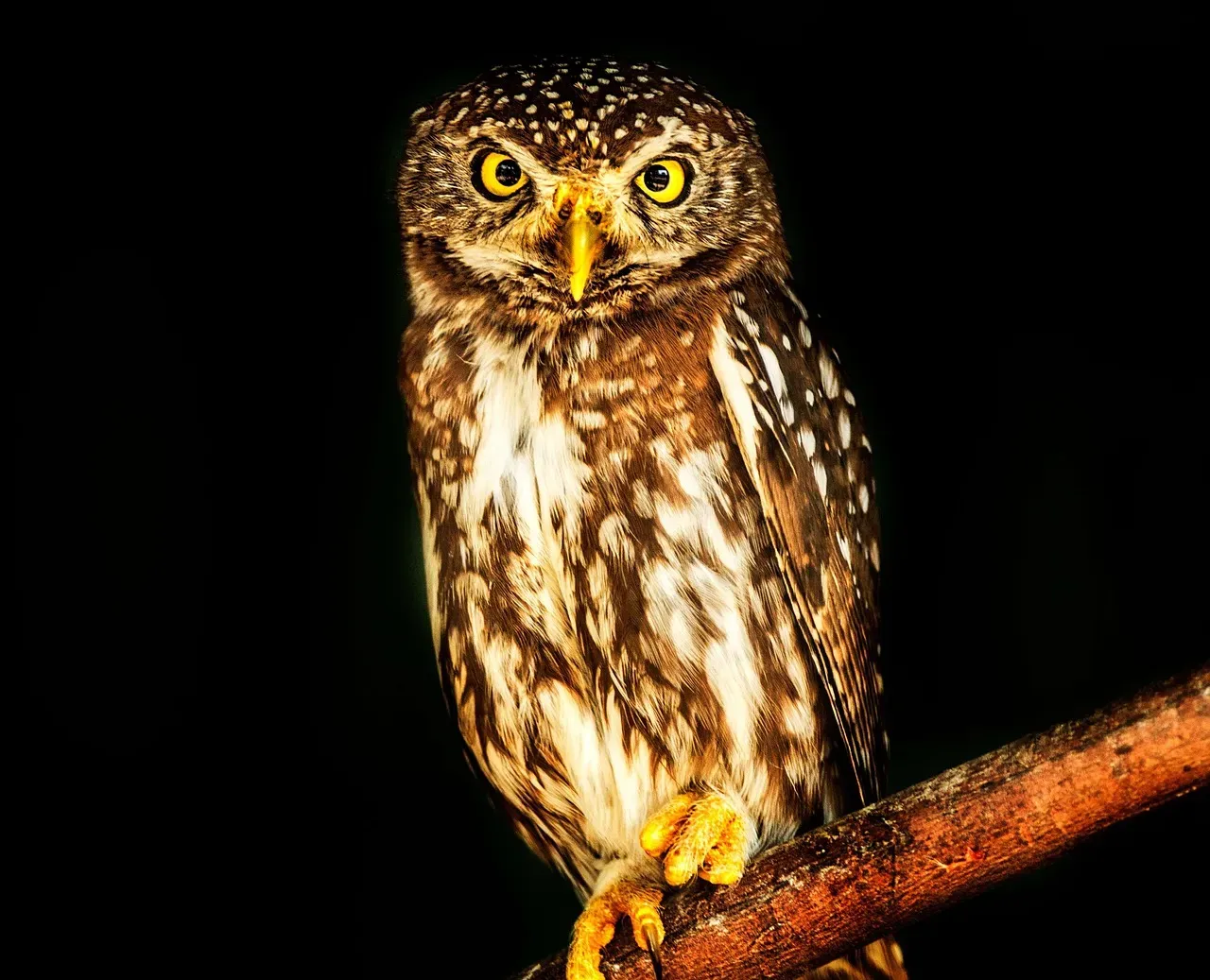 The Owl: The Truth Finder (Image Credits: Pixabay)
