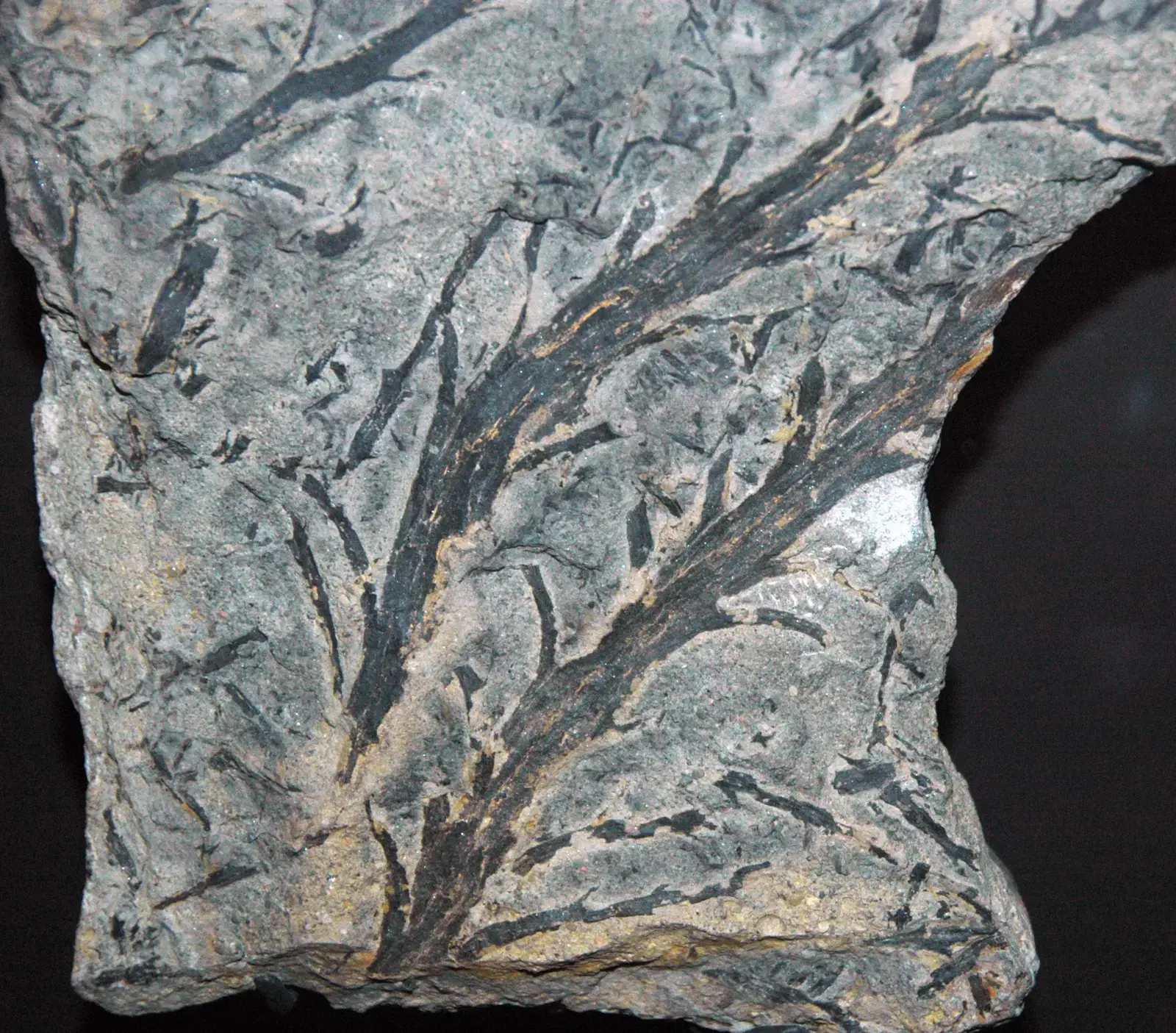 The First Land Plants: Tiny, Simple, And Shockingly Brave (Chaleuria cirrosa fossil land plant (Lower Devonian; New Brunswick, southeastern Canada) 1, CC BY 2.0)