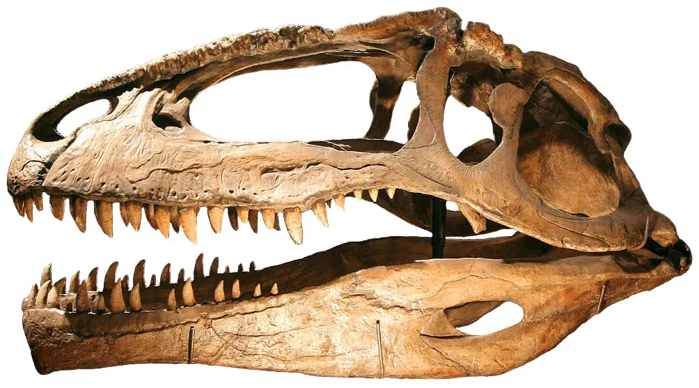 2. A Different Skull Design Built for Slicing Flesh, Not Just Crushing Bone (Giganotosaurus - 01Uploaded by FunkMonk, CC BY 2.0)